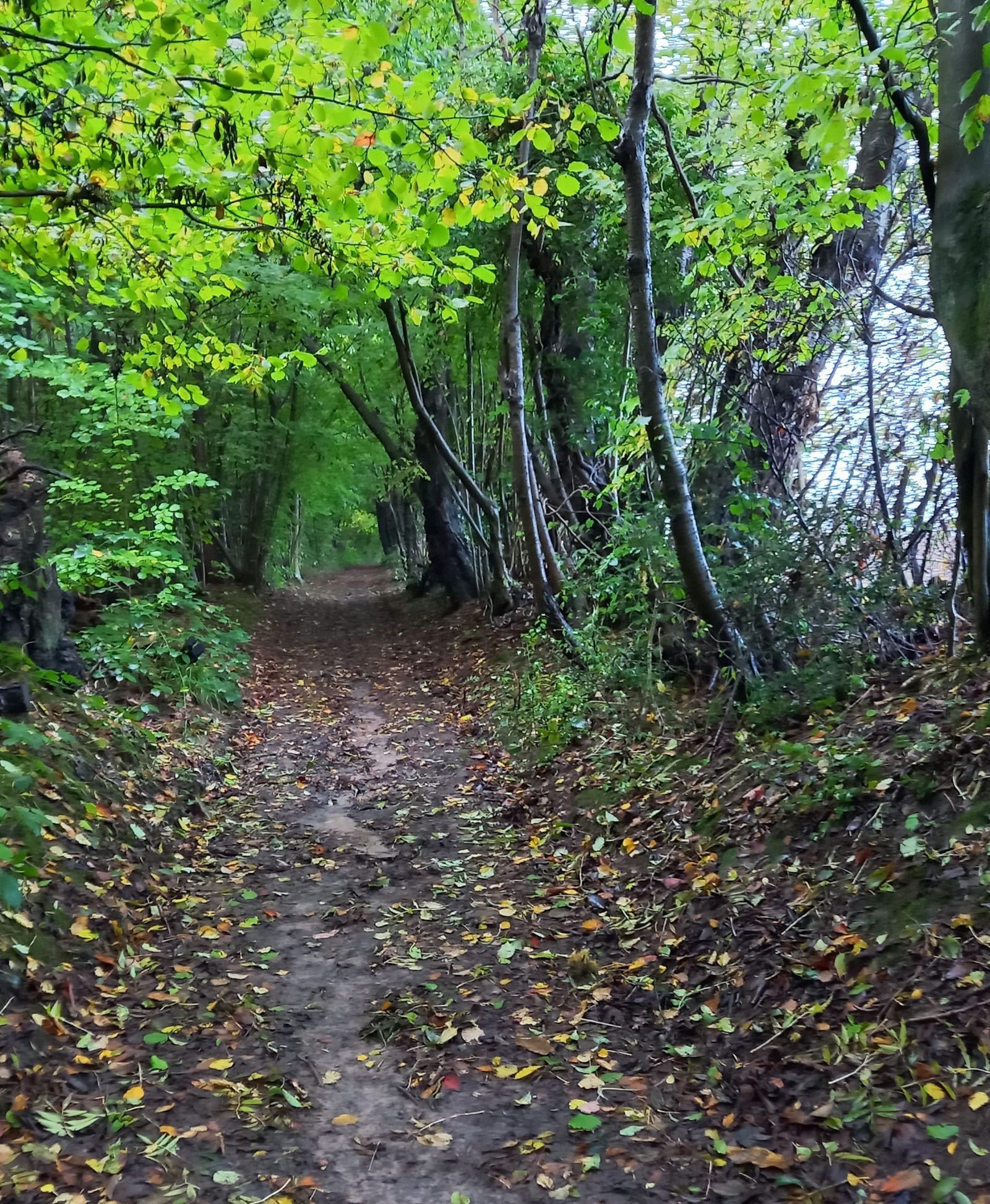 Weald Way